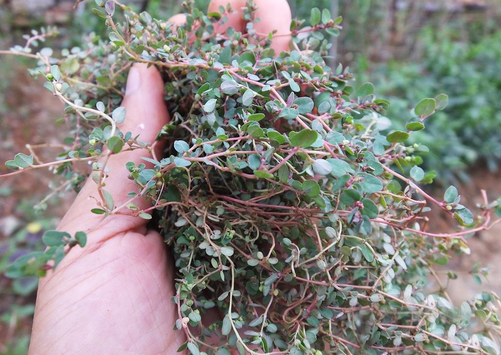 铺地锦 铺地锦草的功效与作用