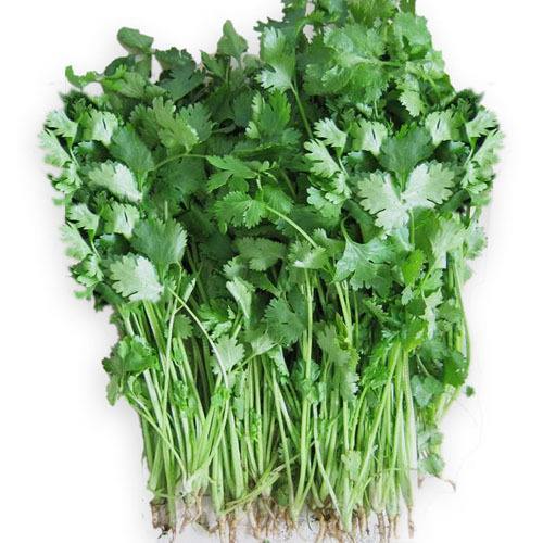 香菜是发物吗 香菜是发物吗?什么人不能吃?