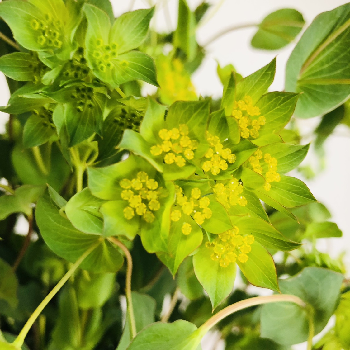 叶上花 叶上花功效和作用