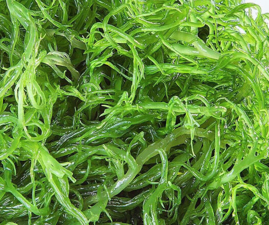 龙须菜的功效与作用 白色龙须菜的功效与作用