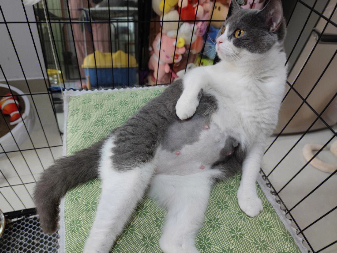 猫咪怀孕初期症状 猫咪怀孕各个阶段肚子的照片