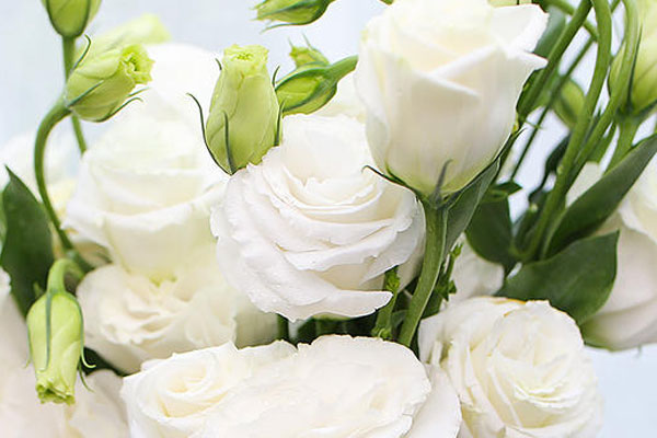 白色洋桔梗花语 白色洋桔梗花语是什么