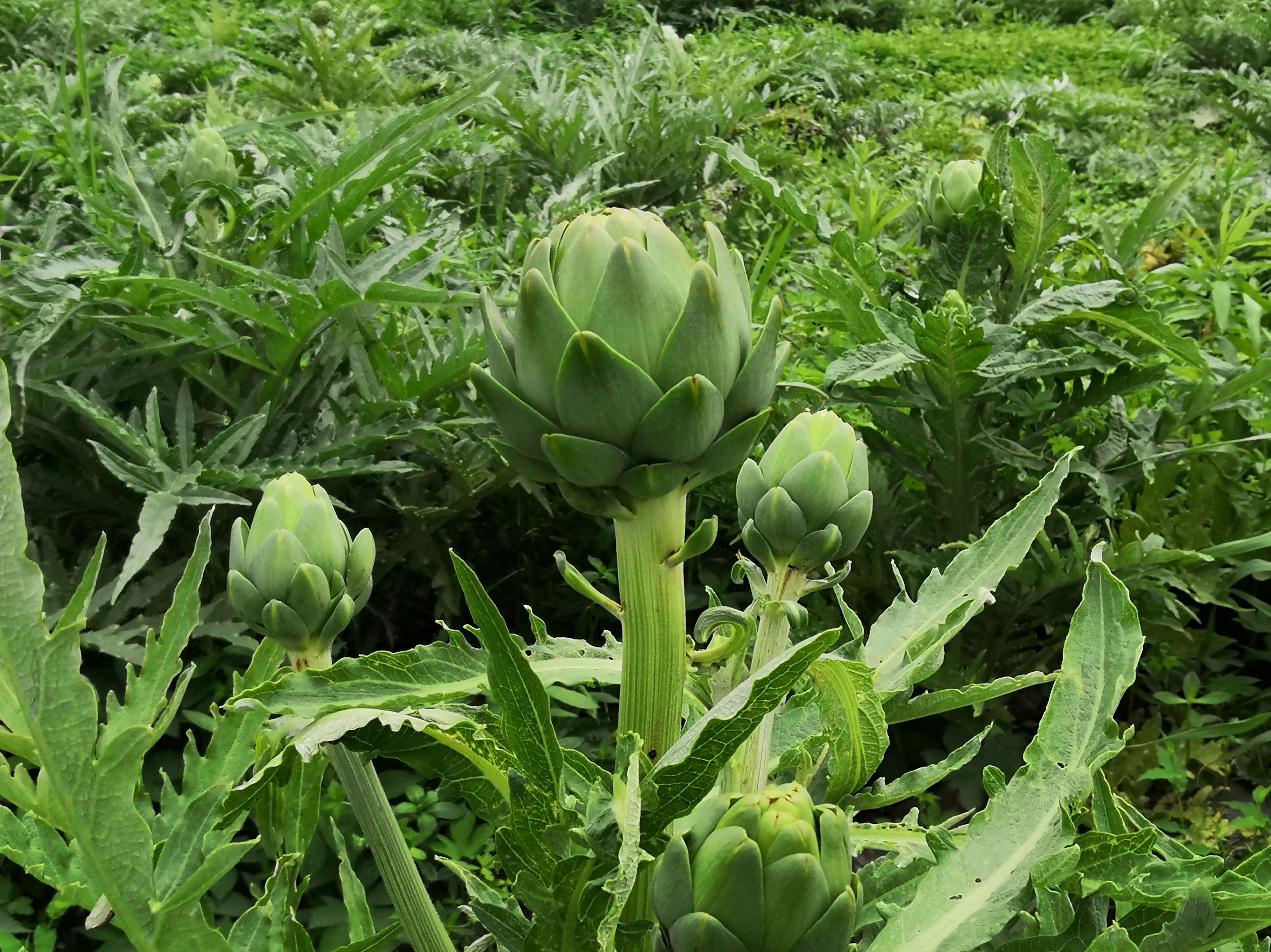 洋蓟是什么东西 洋蓟的功效与作用禁忌