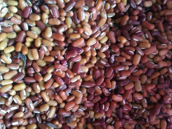 爬豆图片 爬豆的图片功效与作用