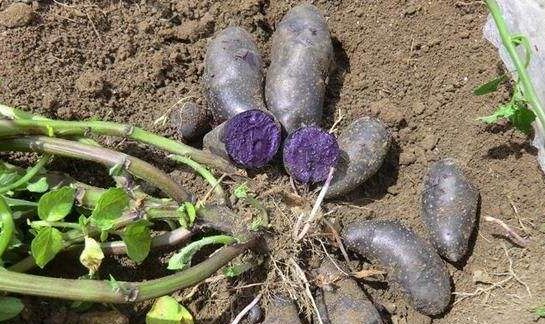 黑薯 黑薯的功效和作用