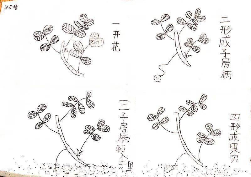 落花生是什么意思 落花生是什么意思简单