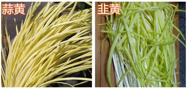 蒜黄和韭黄的区别 韭黄和韭菜有啥区别
