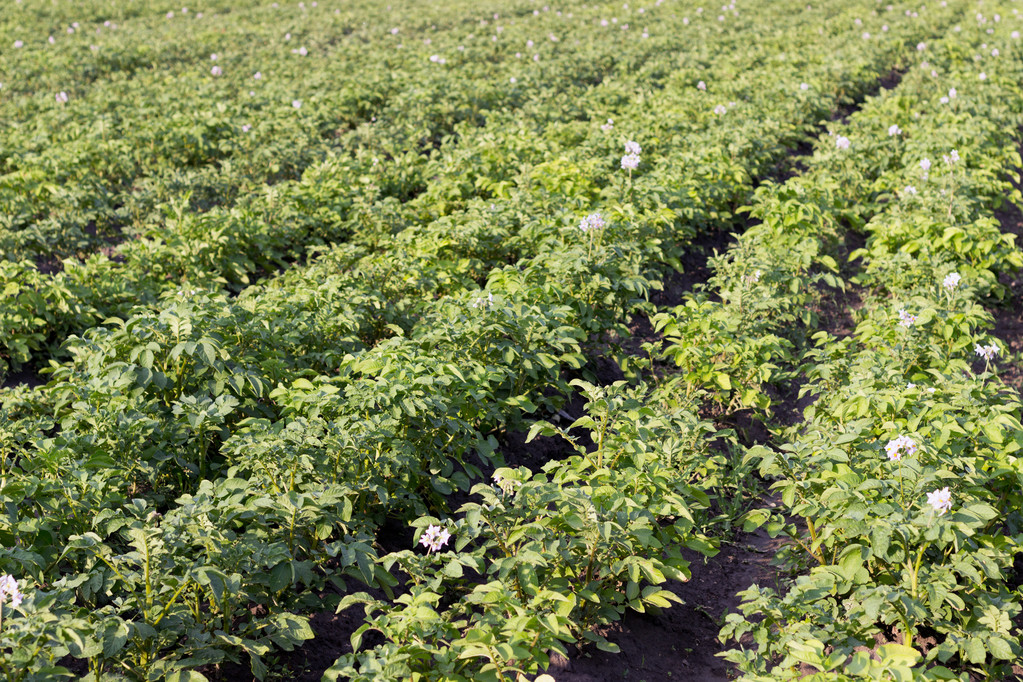 土豆什么时候种植 土豆什么时候种植最好