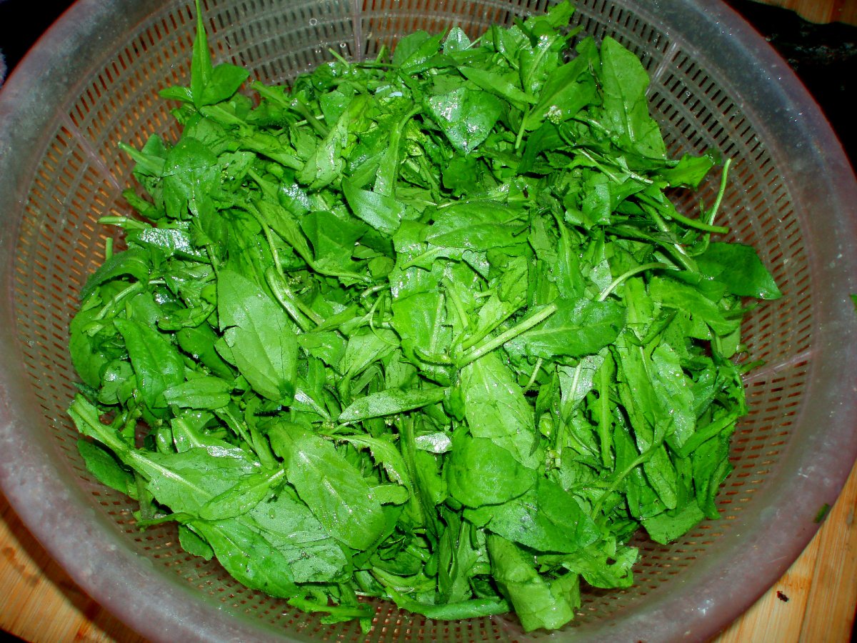 散叶荠菜 板叶荠菜和散叶荠菜