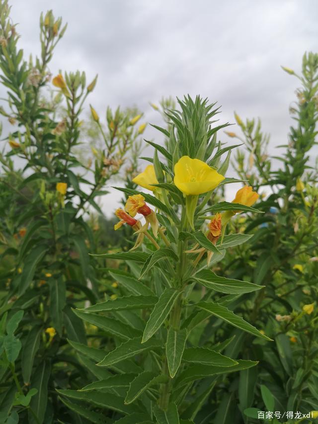 月见草的功效与作用 月见草油的功效与作用