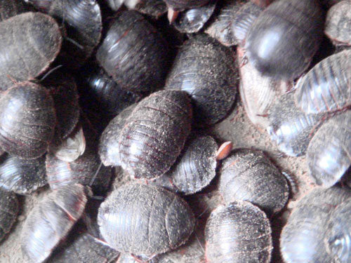 土鳖虫 土鳖虫的作用与功效